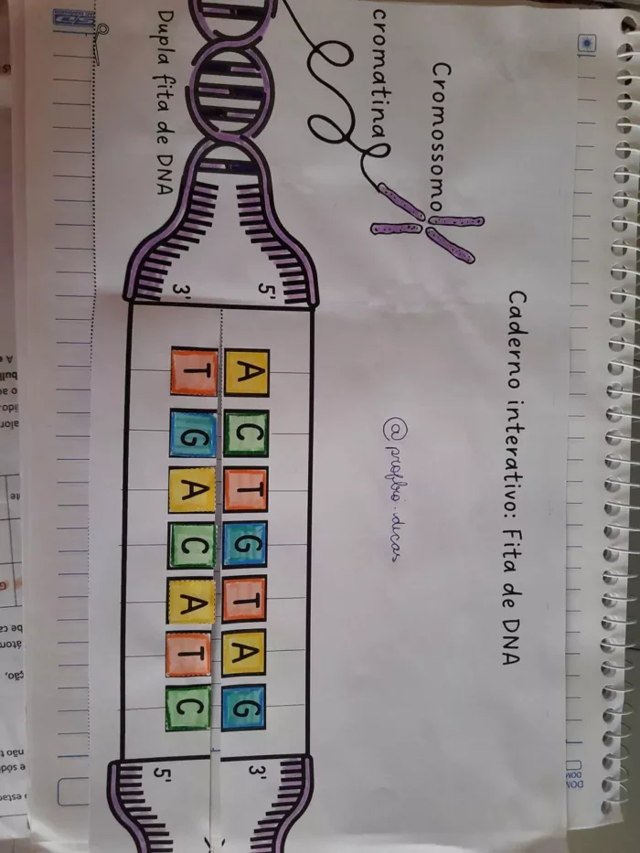 Caderno interativo-  material genético (DNA e transcrição do RNA) - Imagem 2