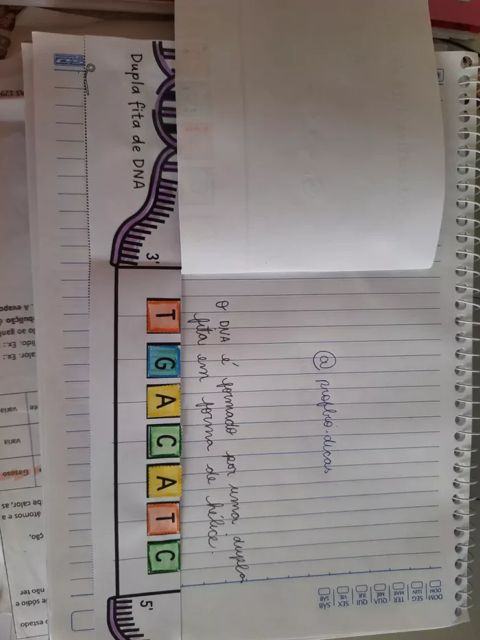 Caderno interativo-  material genético (DNA e transcrição do RNA) - Imagem 3