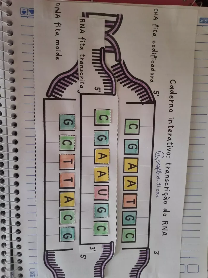 Caderno interativo-  material genético (DNA e transcrição do RNA) - Imagem 5