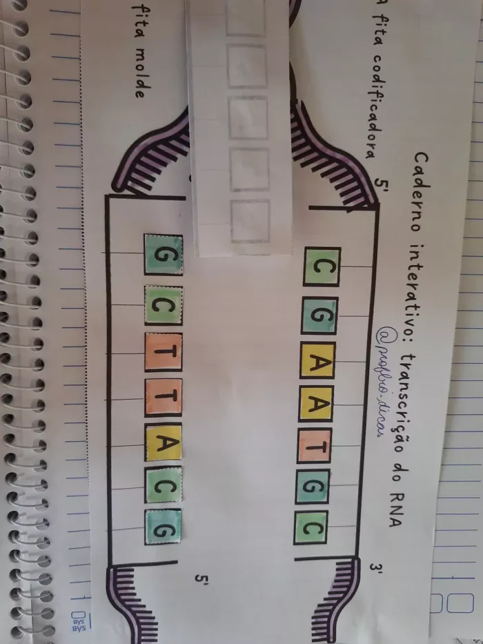 Caderno interativo-  material genético (DNA e transcrição do RNA) - Imagem 6